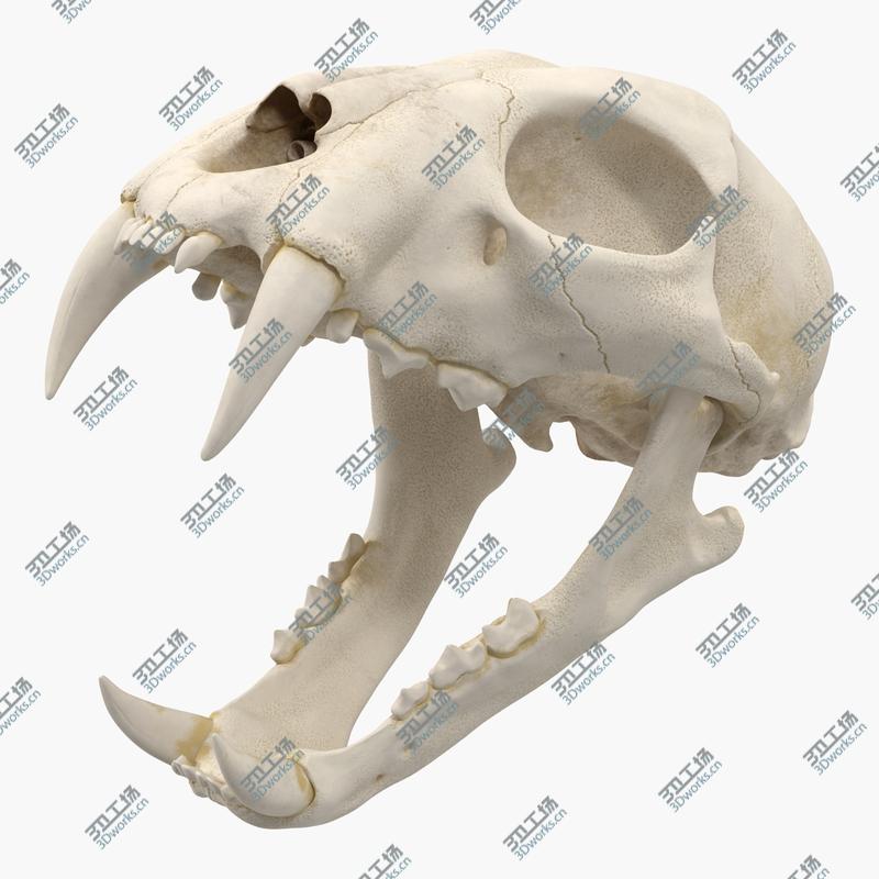 images/goods_img/202104091/Bengal Tiger Skull 3D/1.jpg